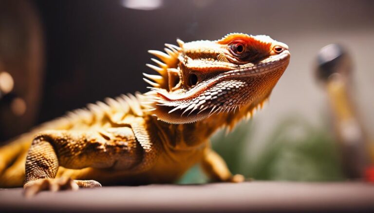 bearded dragon tank temperature