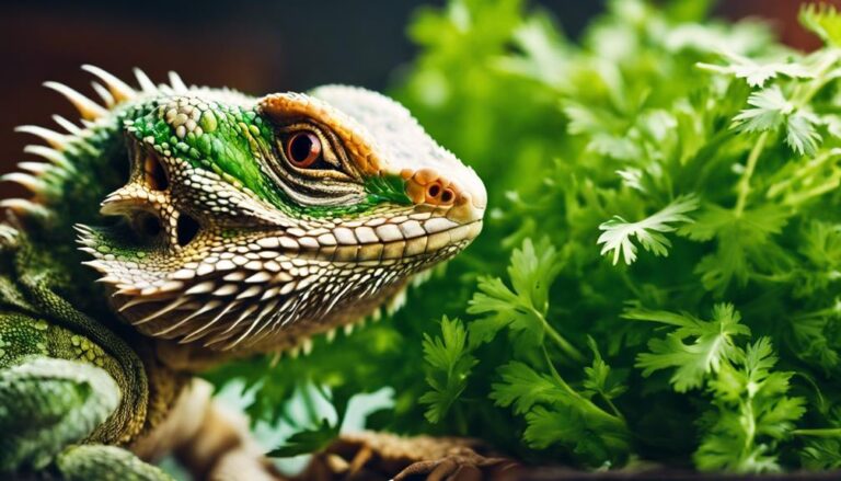 bearded dragons and cilantro