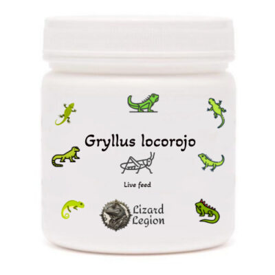 Gryllus locorojo