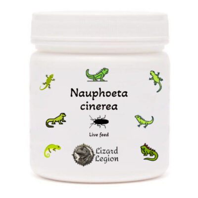 Nauphoeta cinerea