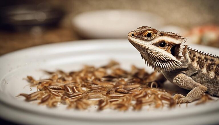 feeding baby bearded dragons