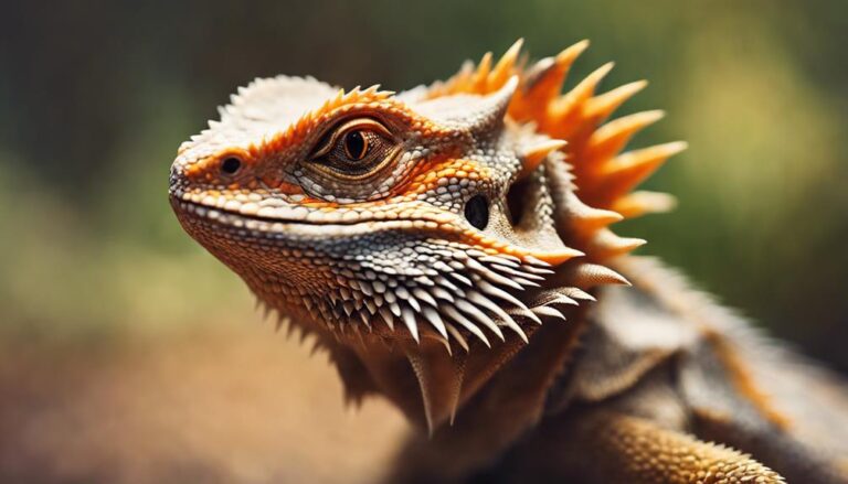 bearded dragon color morphs