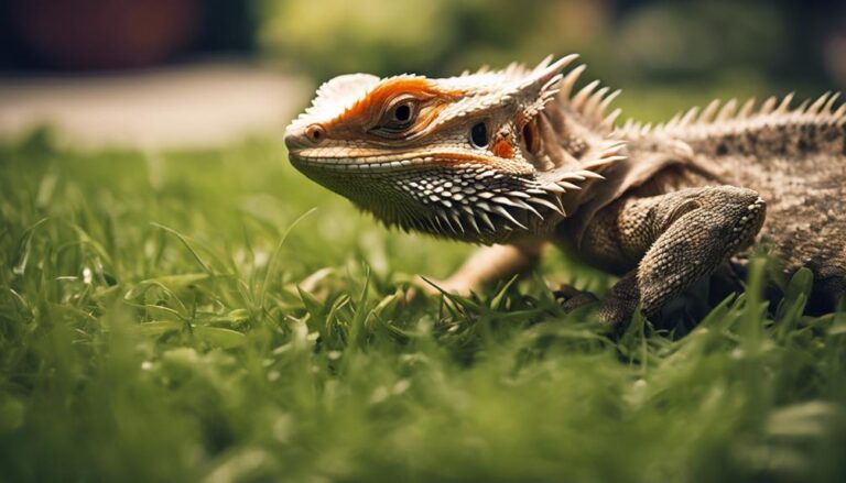 bearded dragon grass diet